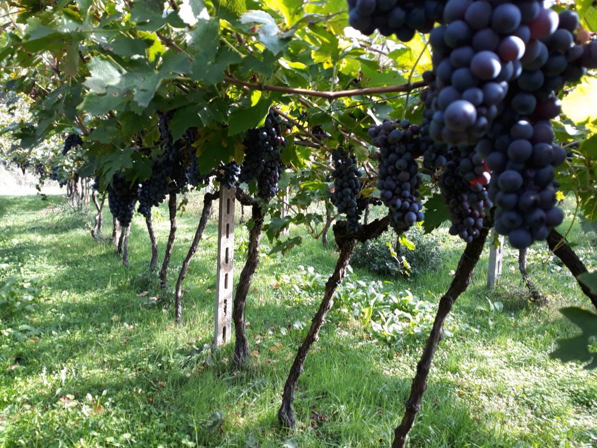 Agriturismo Villa Stella Rivoli Veronese Bagian luar foto